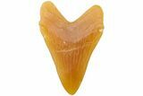 Realistic, Carved Orange Calcite Megalodon Tooth - Replica #202092-1